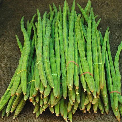 Drumstick (Moringa)