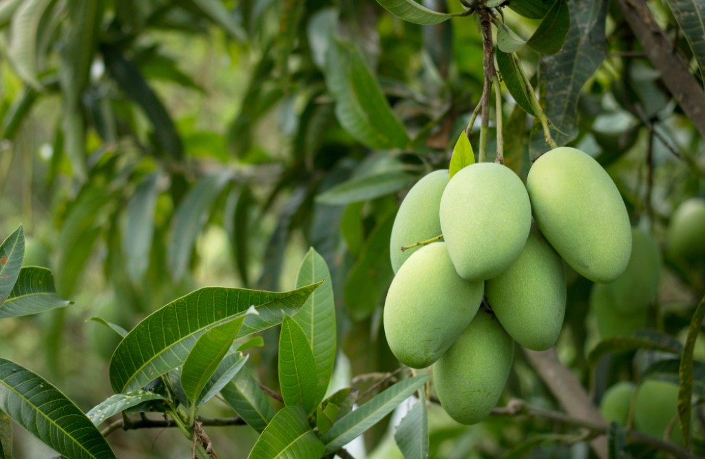 Mango